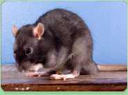 rat control Carshalton