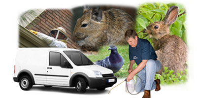 Carshalton local van